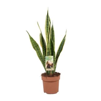 Schwiegermutterzunge, Goldrandpflanze, Schwertförmiges Dunkelgrünes Blatt mit Gelbem Rand Sansevieria Laurentii - 60cm - ø17