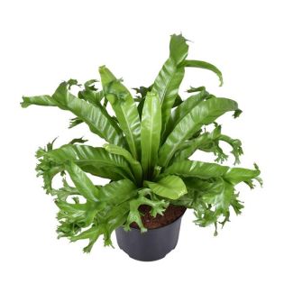 Nestfarn Crissie - Ø23cm - ↕55cm