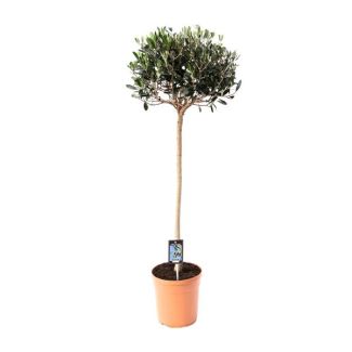 Olivenbaum auf Stamm, mediterrane Atmosphäre, Obstbaum, Olive Olea - Ø19cm - ↕80cm