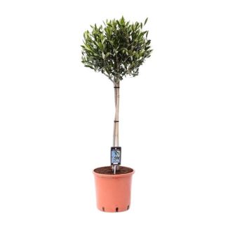 Olivenbaum auf Stamm, Olea Oliva - Ø22cm - ↕100cm