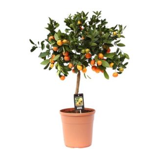 Zitruspflanze auf Stamm, Citrus Calamondin, für drinnen und draußen, - Ø22cm - ↕80cm