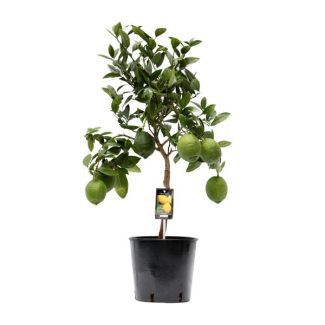 Zitruspflanze auf Stamm, Calamondin, Zitronenbaum - Ø22cm - ↕80cm