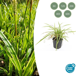 6 bis 60 Stück Gelb Gestreifte Japanische Segge, Wintergrüne Ziergras-Pflanze, Carex morrowii Aureovariegata - ↕10-25cm - Ø9cm
