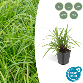 6 bis 60x Japanische Segge 'Irish Green' Carex morrowii, pflegeleichte Außenpflanze