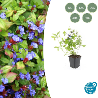 6 bis 60 Stück Bleikraut / Ceratostigma plumbaginoides, Blau/Violette Blüten, rot bis bronzefarbenes Laub im Herbst - ↕10-25cm - Ø9cm