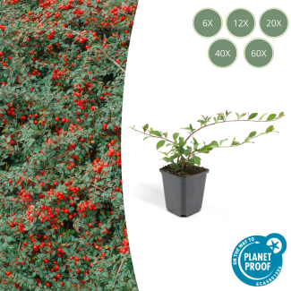 6 bis 60 Stück Zwergmispel / Cotoneaster dammeri, Vielseitiger Bodendecker, Weiße Blüten, Rote Beeren im Herbst - ↕10-25cm - Ø9cm