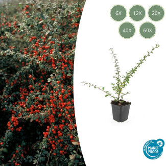 6 bis 60 Stück Zwergmispeln / Cotoneaster suecicus 'Coral Beauty', Weiße Blüten, Orange/Rote Beeren im Herbst - ↕10-25cm - Ø9cm
