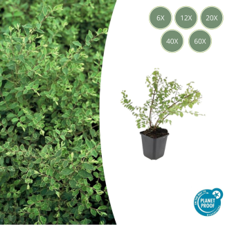 6 bis 60 Stück, Die Schneebeere, Zierstrauch, weiße Beeren, Symphoricarpos ch. Hancock - ↕10-25cm - Ø9cm