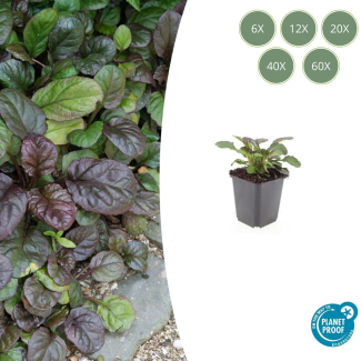 6 tot 60 Stuks Kruipend zenegroen /  Ajuga reptans 'Catlin's Giant' - Wintergroene bodembedekker