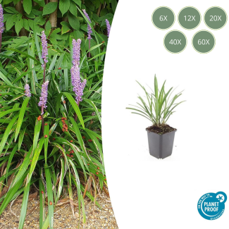 6 bis 60 Stück Wintergrünes Ziergras Liriope muscari 'Ingwersen'