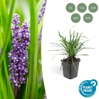 6 bis 60 Stück Liliengras Moneymaker - Liriope muscari - ↕10-25cm - Ø9cm - auffällige lila Blüten