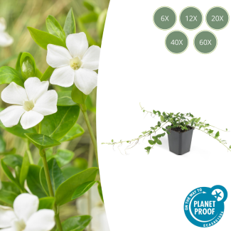60 Stück Kleines Immergrün / Vinca minor Alba, Sterbloomende Weiße Blumen, Wintergrün, - ↕10-25cm - Ø9cm