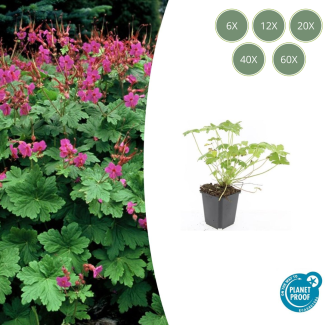 6 bis 60 Stück Storchschnabel / Geranium macrorrhizum Czakor, Helle Rosa Blüten, Winterhart - ↕10-25cm - Ø9cm