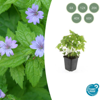 6 bis 60 Stück Storchschnabel / Geranium nodosum lila Blüten mit dunklen Adern - ↕10-25cm - Ø9cm