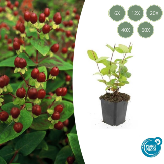 6 bis 60 Stück Johanniskraut Schönheit, Hirtentäschel - Hypericum inodorum Gelbe Blumen und Zierliche Beeren ↕10-25cm - Ø9cm