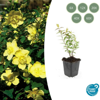 6 bis 60 Stück Johanniskraut Hidcote, Gelbe Blumen - ↕10-25cm - Ø9cm
