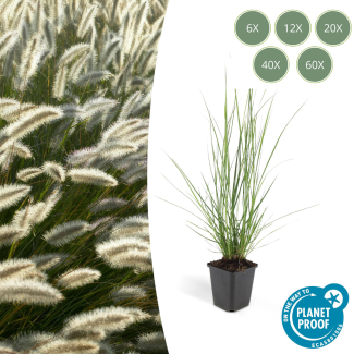 6 - 60 Stück Ziergras, Lampenputzergras 'Hameln', Pennisetum alopecuroides 'Hameln' - ↕10-25cm - Ø9cm