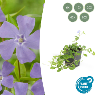 6 bis 60 Stück kleine Immergrün / Vinca minor, Blaue Blumen - ↕10-25cm - Ø9cm