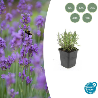 6 bis 60 Stück Lavendel Gartenpflanzen - Lavandula angustifolia 'Munstead' - ↕10-25cm - Ø9cm