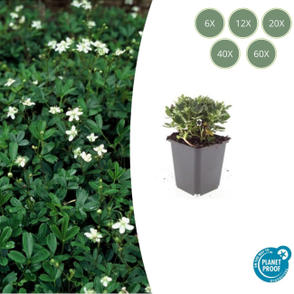 6 bis 60 Stück Gänsekresse - Potentilla tridentata 'Nuuk' - ca. 10 cm hoch - Immergrün
