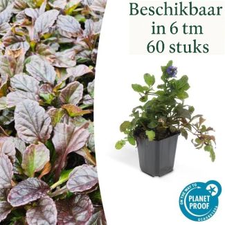 6 tot 60 x kruipend zenegroen - Ajuga reptans - ↕10-25cm - Ø9cm - ideale bodembedekker