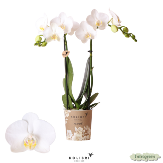 2 Stück Weiße Schmetterlingspracht: Orchidee Amabilis, Ø9cm Topf, Schmetterlingsorchidee, 35 cm hoch