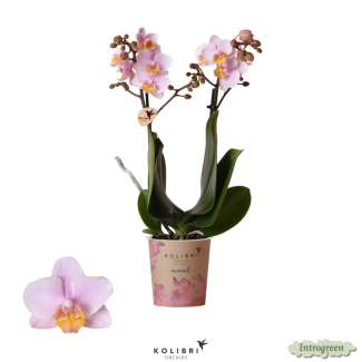 2 Stück Rosa Schmetterlingspracht: Orchidee Andorra, Ø9cm Topf, 35cm Hoch, Schmetterlingsorchidee