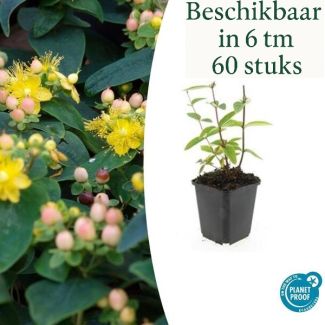 6 bis 60 Stück Johanniskraut / Hypericum inodorum 'Annebel', Hertshooi, Gelbe Blumen und Zierliche Beeren ↕10-25cm - Ø9cm