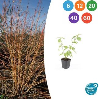 Roter Hartriegel 'Anny's Winter Orange' – Roter Hartriegel mit leuchtend orangefarbenen Zweigen