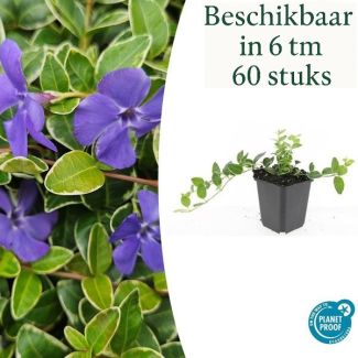 6 bis 60 Stück Kleines Immergrün / Vinca minor Argenteovariegata, Blatt mit silberweißer Rand und lila Blüten ↕10-25cm - Ø9cm