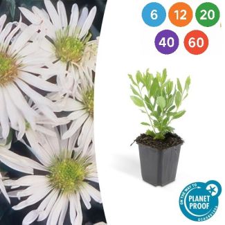 Aster ageratoides 'Ashvi' – Weiße Gartenpflanzen in Ø9 cm Topf (6, 12, 20, 40 oder 60 Stück)