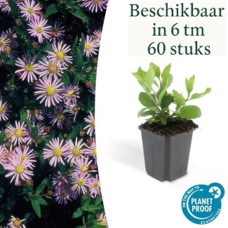 Herbstaster 'Asran' mit hellblauen Blüten (Sätze von 6 bis 60 Stück)