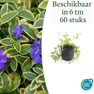 6 bis 60 Stück Maiglöckchen / Vinca minor 'Aureovariegata' Blatt mit goldgelbem Rand, lila Blüten - ↕10-25cm - Ø9cm