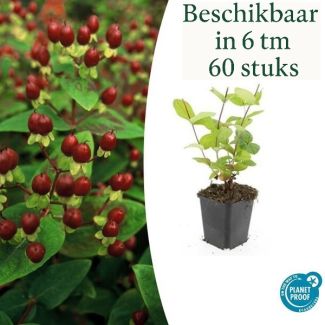 6 bis 60 Stück Johanniskraut Schönheit, Hirtentäschel - Hypericum inodorum Gelbe Blumen und Zierliche Beeren ↕10-25cm - Ø9cm