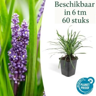 6 bis 60 Stück Liliengras Liriope muscari 'Big Blue', frischer Bodendecker