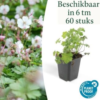 6 - 60 Stück Geranie cantabrigiense 'Biokovo' - ca ↕10- Ø9cm niedrig wachsende kriechende Bodendecker