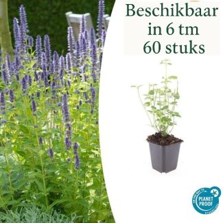 Agastache 'Black Adder' Gartenpflanzen – Sets von 6, 12, 20, 40 & 60 Stück – Dunkellila Blumen & Bienenfreundlich