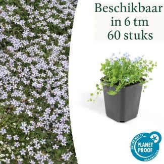 6 - 60 x Blausternchen, Moos-Isotome (Isotoma fluviatilis), niedrige Außenpflanze