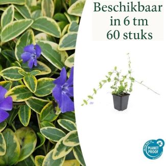6 bis 60 Stück Immergrün / Vinca minor 'Blue and Gold', Buntblättrig mit blauen violetten Blüten - ↕10-25cm - Ø9cm