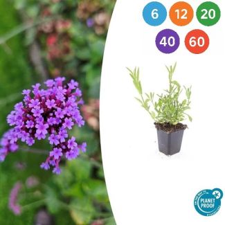 Eisenkraut – Luftige lila Gartenpflanze – Steifes Eisenkraut (6-60 Stück)