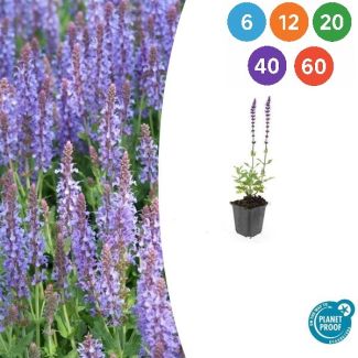 Salvia nemorosa 'Caradonna' – Dieppurpur, winterharte Staude (10-25 cm) - 6 bis 60 Stück