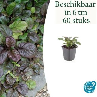 6 tot 60 Stuks Kruipend zenegroen /  Ajuga reptans 'Catlin's Giant' - Wintergroene bodembedekker