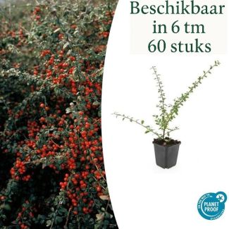 6 bis 60 Stück Zwergmispeln / Cotoneaster suecicus 'Coral Beauty', Weiße Blüten, Orange/Rote Beeren im Herbst - ↕10-25cm - Ø9cm