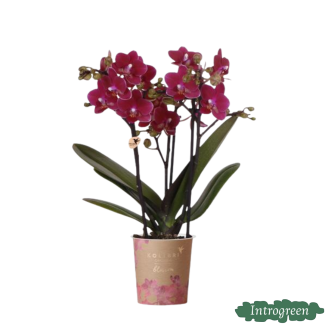 Schmetterlingsorchidee Chamonix