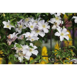 Clematis montana Grandiflora witte bloemen in volle bloei