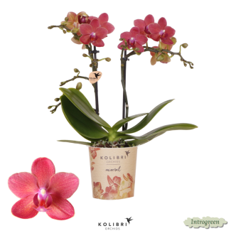 Schöne Schmetterlingsorchidee Kongo, Farbe Rot/Rosa, Geschenkidee, Topfgröße Ø9cm, blühende Zimmerpflanze