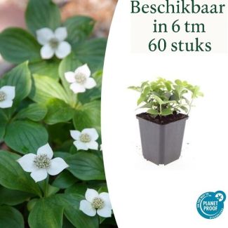 6 bis 60x Kanadische Kornoelje Cornus canadensis - ↕10-25cm - Ø9cm wunderschöner Bodendecker