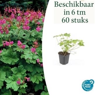 6 bis 60 Stück Storchschnabel / Geranium macrorrhizum Czakor, Helle Rosa Blüten, Winterhart - ↕10-25cm - Ø9cm