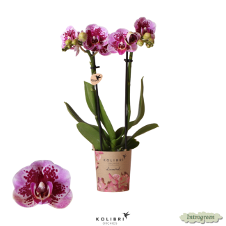 2 Stück Rosa Violette Schmetterlingspracht: Orchidee El Salvador, Ø9cm Topf, Schmetterlingsorchidee
