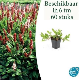 6 bis 60 Stück Tausendknoten 'Darjeeling Red' – Persicaria affinis – Winterfester Bodendecker Rot-Rosa